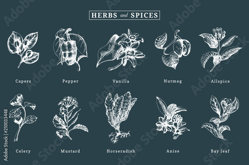 Drawn spices and herbs vector set. Botanical illustrations of organic, eco plants. Used for farm sticker,shop label etc.