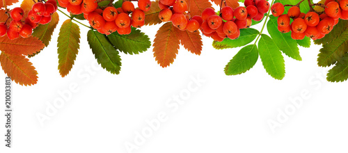 Autumn rowanberries and lea...