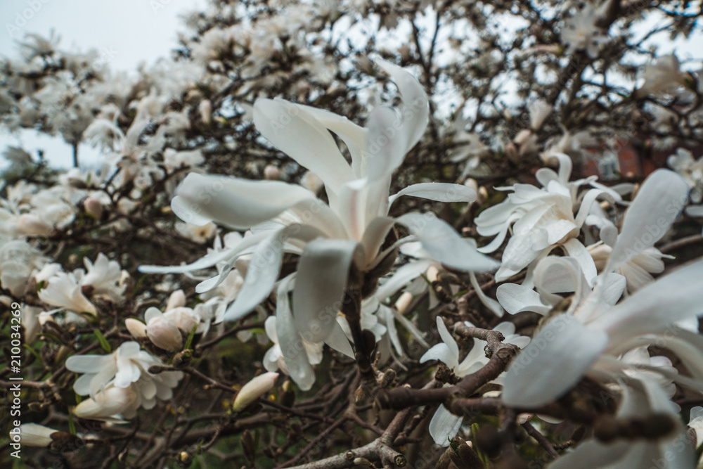 blossoming Star magnolia star in the spring garden blossoming Star magnolia star in the spring garden