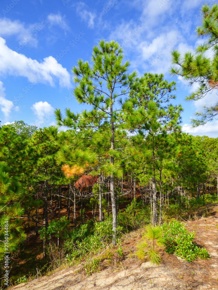 Pinus elliottii, invasive species, on sand dunes at Rio Vermelho State Park in Florianopolis, Brazil