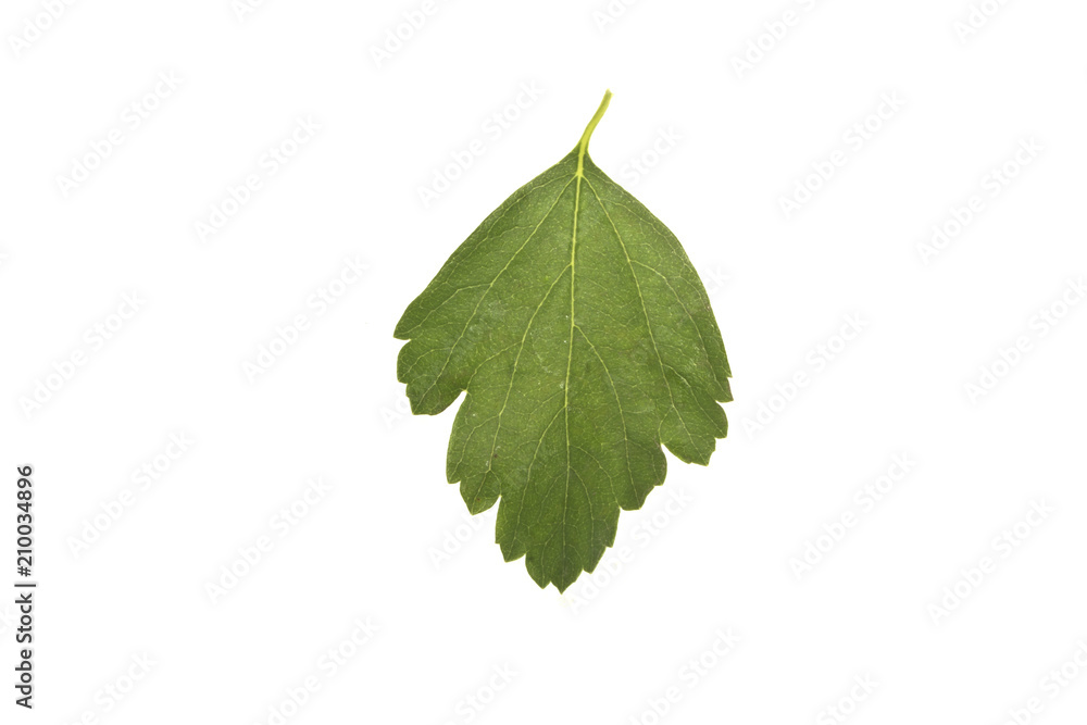 green leaves isolated on white background green leaves isolated on white background