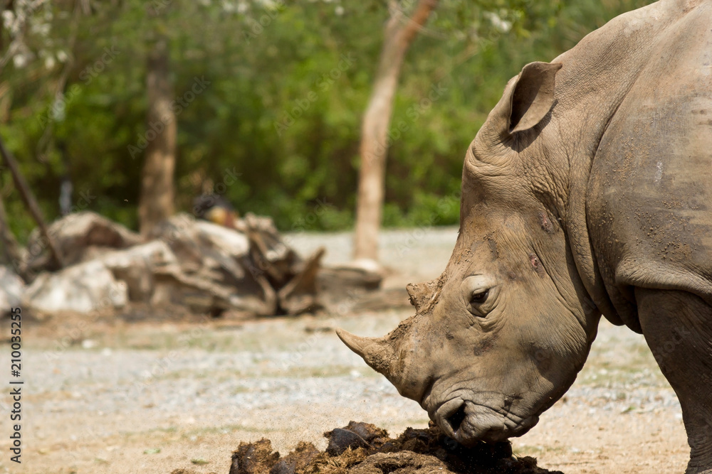 Obraz premium Rhinoceros in the forest.