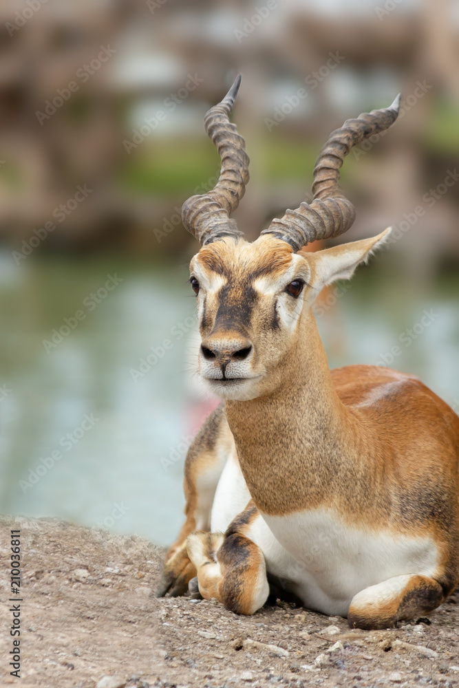 Blackbuck lying down. Blackbuck lying down.