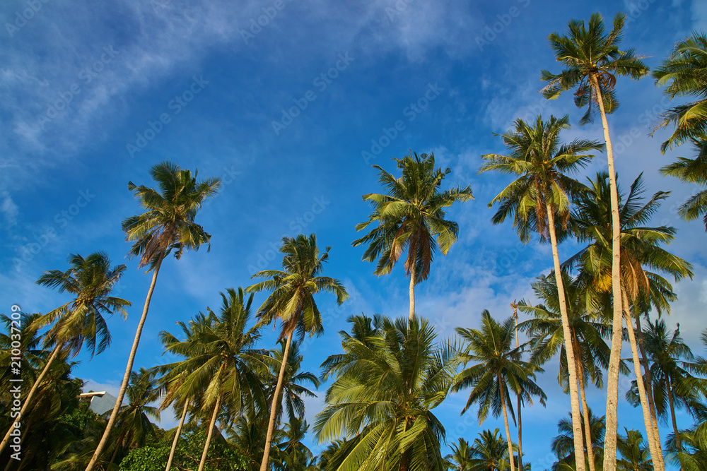 Palm Trees in Elnido Philippines 