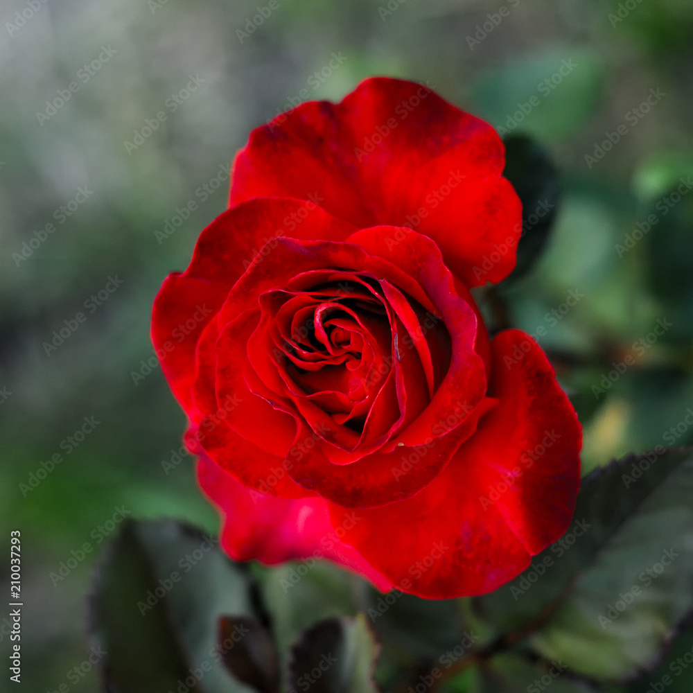rose and its petals. square. rose and its petals. square.