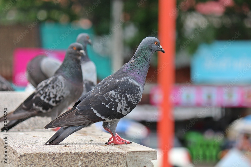Pigeon, it lives in NONG PRA JAK public park, at UDONTHANI province THAILAND. Pigeon, it lives in NONG PRA JAK public park, at UDONTHANI province THAILAND.
