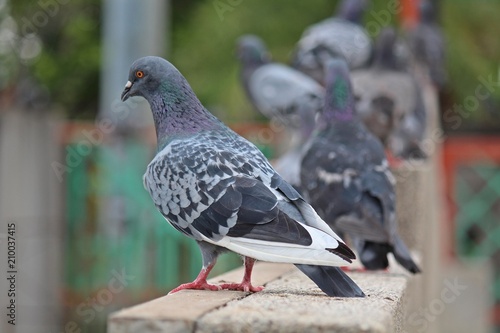 Pigeon, it lives in NONG PRA JAK public park, at UDONTHANI province THAILAND.