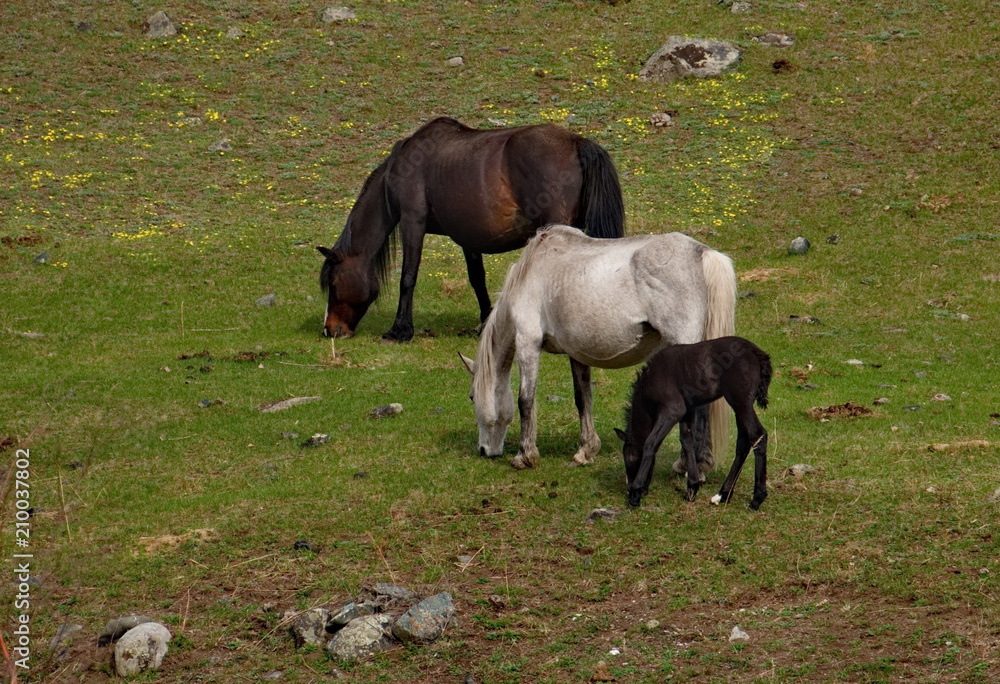 Fototapeta premium Russia. The South Of Western Siberia. Free pastures in the valleys of the Altai Mountains