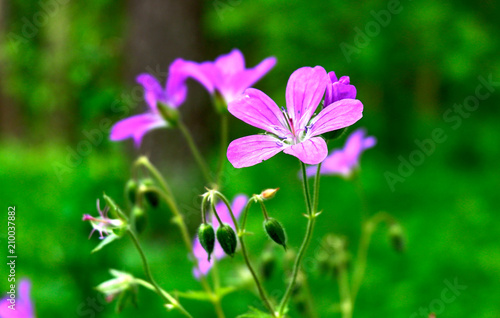 Цветок в лесу