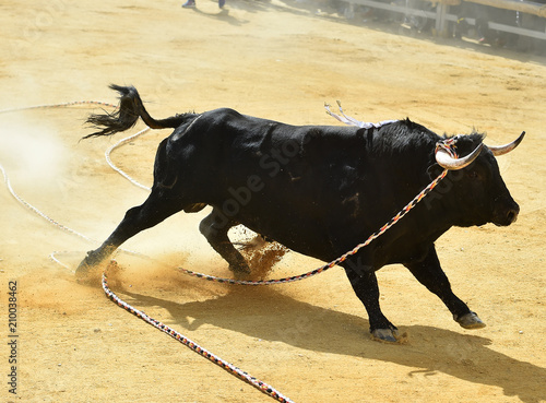 bull in spain