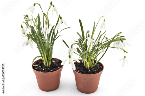 Beautiful snowdrop flowers seedlings, Galanthus nivalis, isolated on white background