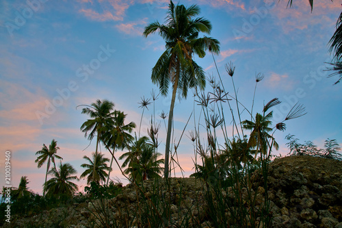 Palm Tress In the Philippines Elnido Palawan 