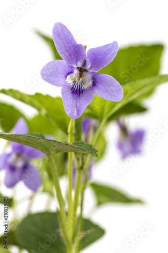 Beautiful violet spring viola flowers, Viola reichenbachiana, dog violet, with branches and leaves isolated on white