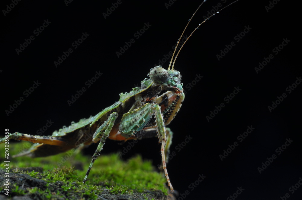 Mr. Mantis Mr. Mantis