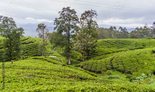 Tea gardens near Nanu Oya village, Sri Lanka