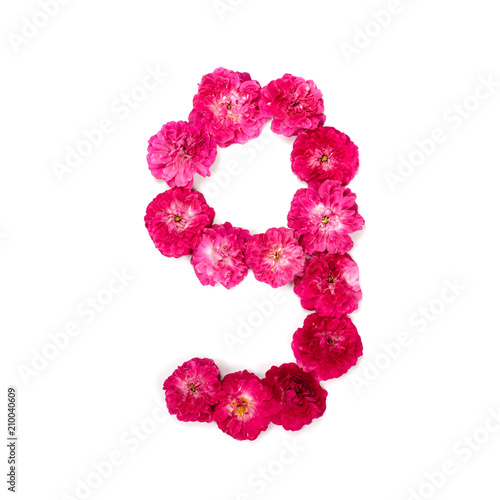 число 9 из цветов красной и розовой розы на белом фоне. Типографический элемент для дизайна. Цветочные числа, цифры, изолят, изолированный