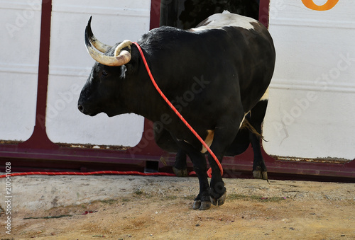 bull in spain in a traditional spectacle in bullring