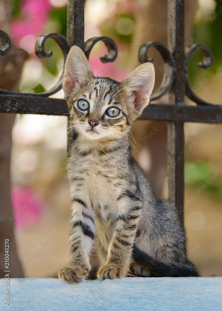 Fototapeta premium Curious kitten with blue eyes sitting on a garden wall, Greece, Europe 