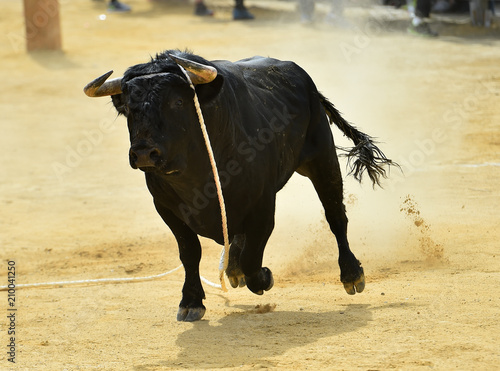toro español en espectaculo tradicional