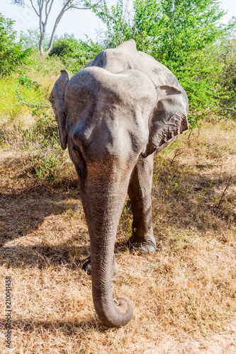 Sri Lankan elephant (Elephas maximus maximus) in Udawalawe National Park, Sri Lanka photo