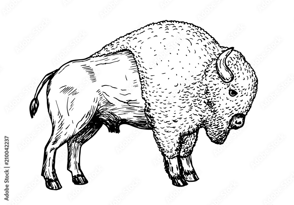 Drawing american - hand sketch of buffalo animal, black and white illustration Stock | Adobe Stock