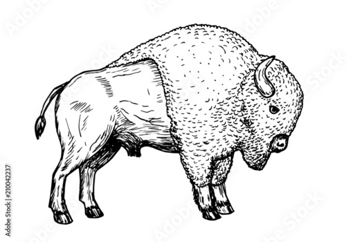 Drawing american - hand sketch of buffalo animal, black and white illustration Stock | Adobe Stock