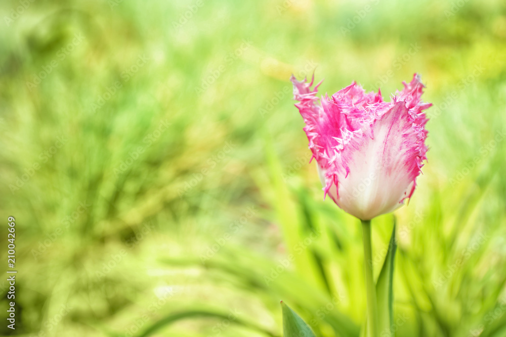 Beautiful blooming tulip on spring day outdoors Beautiful blooming tulip on spring day outdoors