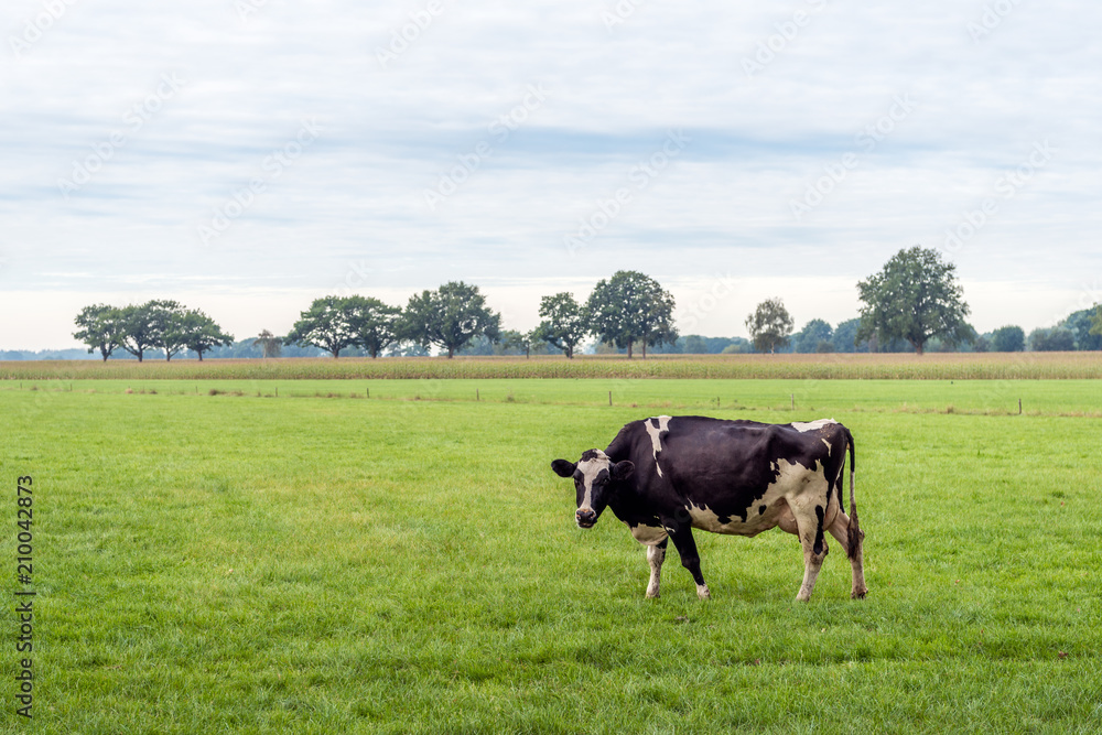 Black-and-white cow in a Dutch meadow Black-and-white cow in a Dutch meadow
