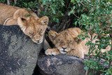 Baby lions sleeping