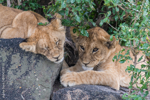 Fototapeta Naklejka Na Ścianę i Meble -  Two baby lions relaxing on stones in tree shadow