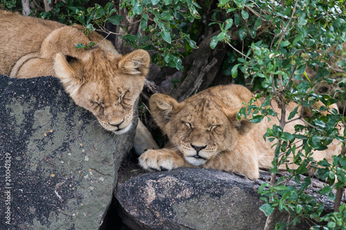 Fototapeta Naklejka Na Ścianę i Meble -  Baby lions sleeping