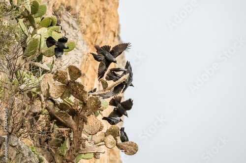 murder of crows on indian figs in nebrodi national park , sicily, italy