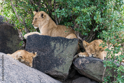 Fototapeta Naklejka Na Ścianę i Meble -  Group of baby lions resting on the stones