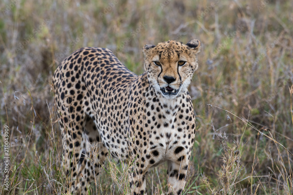 Cheetah in high grass Cheetah in high grass