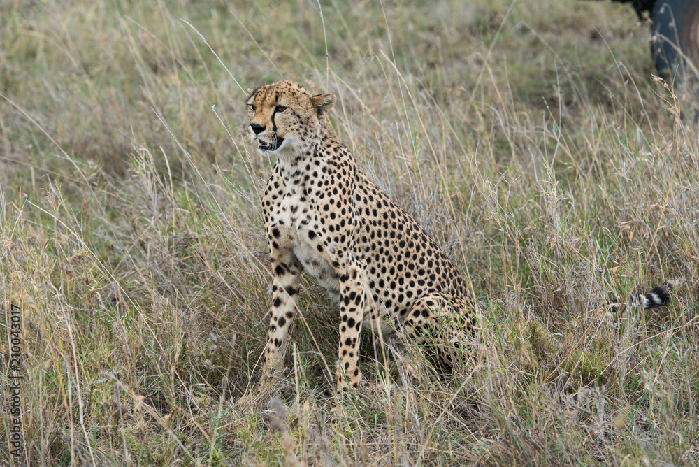 Cheetah sitting and looking forward Cheetah sitting and looking forward