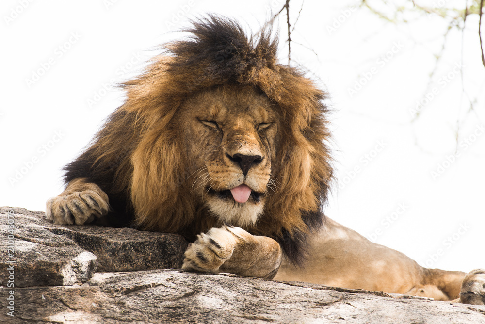 Lion sleeping and showing his tongue Lion sleeping and showing his tongue
