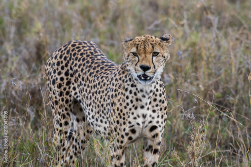 Cheetah in high grass