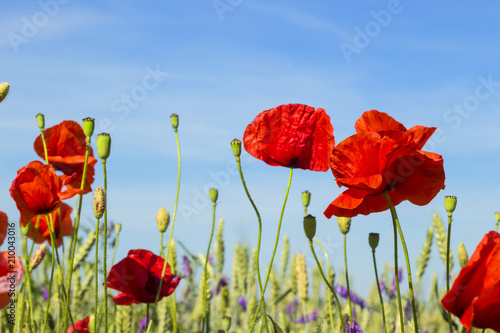 Red poppies against blue sky, beautiful meadow with wildflowers, nature landscape with field, wild spring flowers