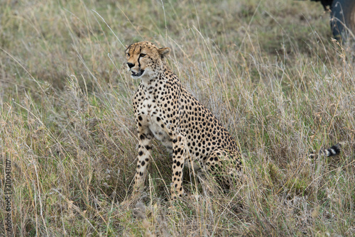Cheetah sitting and looking forward
