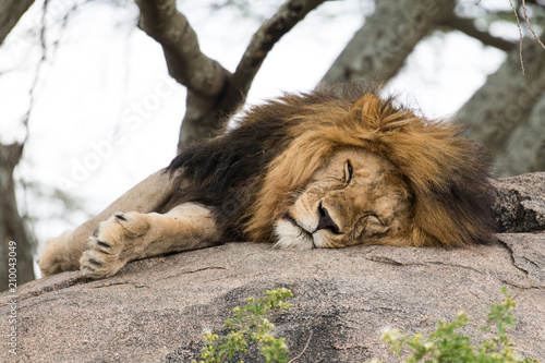 Fototapeta Naklejka Na Ścianę i Meble -  Lion sleeping and squinting