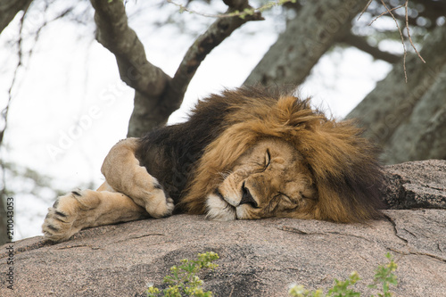Fototapeta Naklejka Na Ścianę i Meble -  Cute lion sleeping on a stone