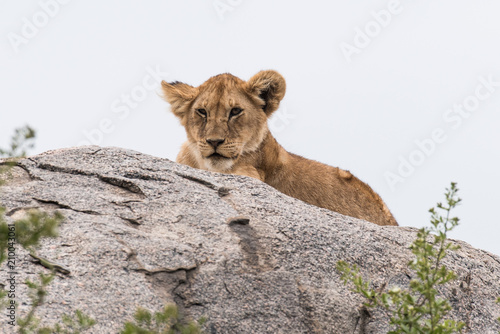 Baby lion hiding on the top of the stone