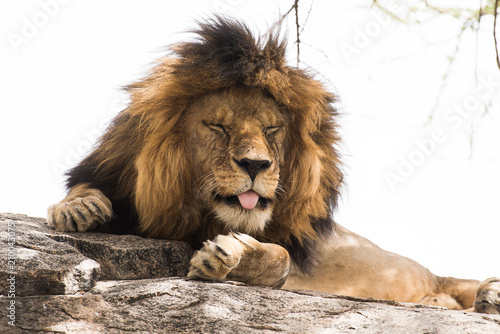 Fototapeta Naklejka Na Ścianę i Meble -  Lion sleeping and showing his tongue