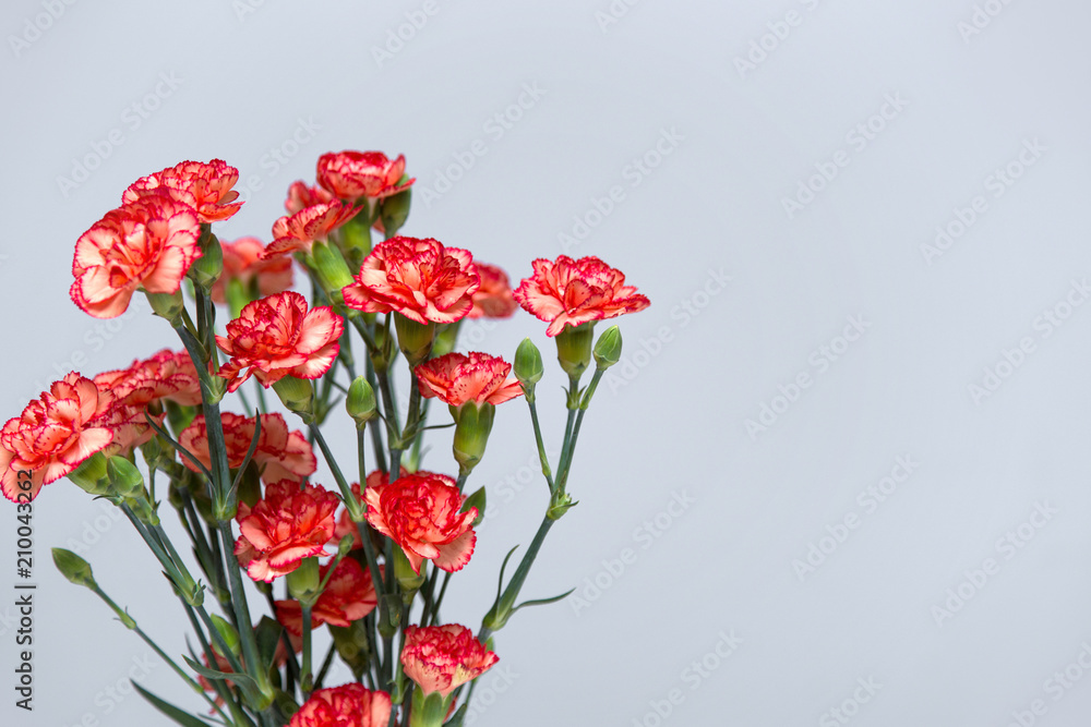 Obraz premium A bunch of red and pink cloves flowers on a grey gradient background copy space.