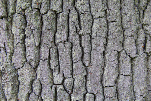 Close-up of bark of the oak tree. Details of outer tree layer. Abstract background.