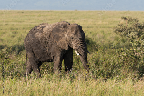 African elephant on grass land