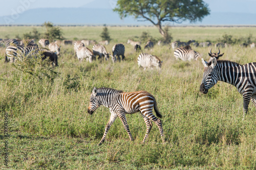 Baby zebra in grassland with parent zebra following