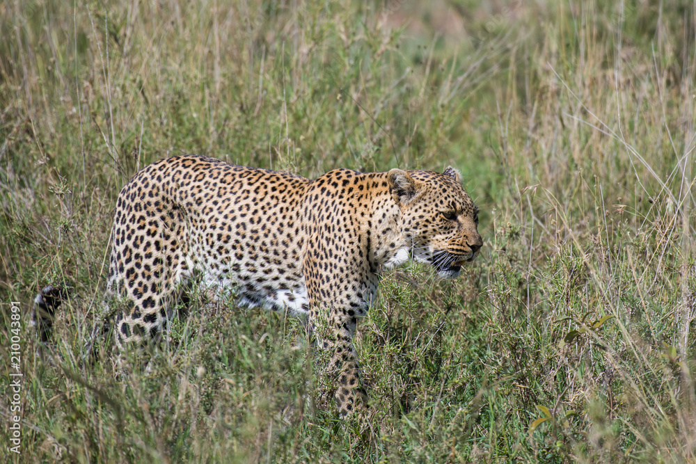 Obraz premium Beautiful leopard in grass