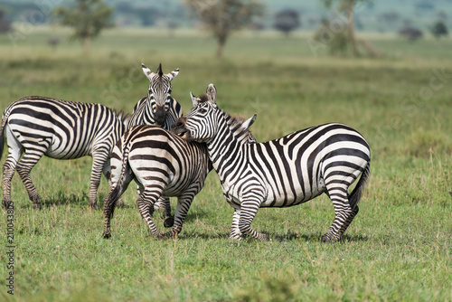 Zebras playing on the knees trying to bite each other's leg