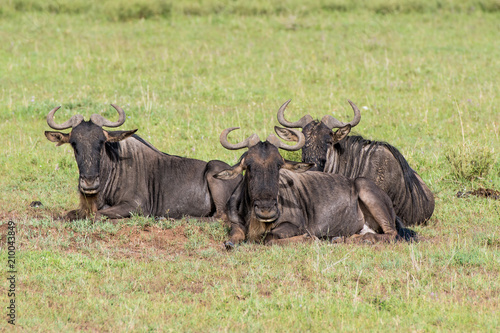 Fototapeta Naklejka Na Ścianę i Meble -  Three wildebeests lying on the grass